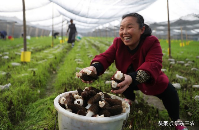 人工种植羊肚菌从根部坏什么原因,羊肚种植是不是骗人的
