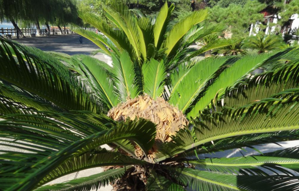 铁树真的需要千年才能开花吗,铁树开花后千年难遇吗