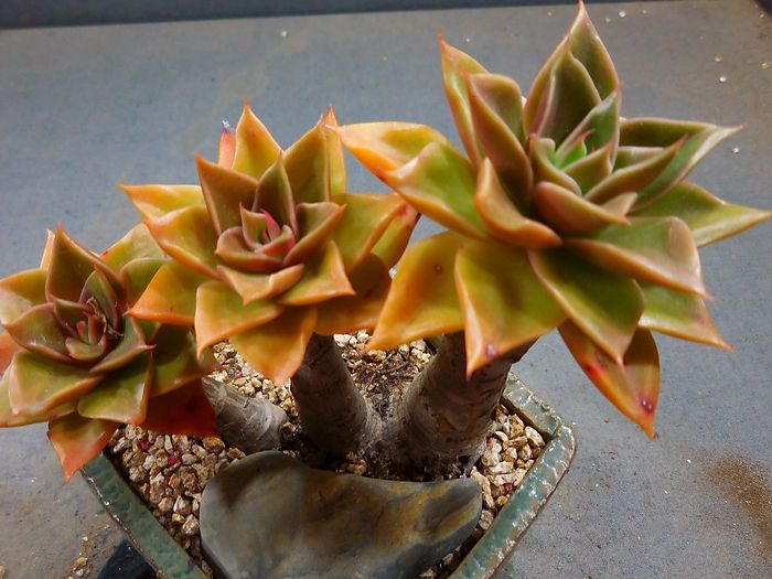 1000种多肉植物图鉴大全大图,景天科1000种多肉植物图鉴