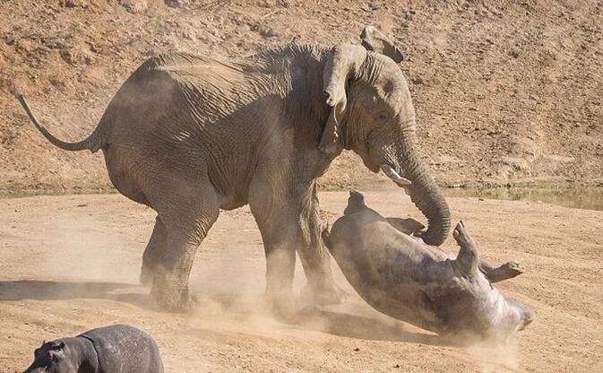 首当其冲的成语故事视频,每日成语故事一箭双雕