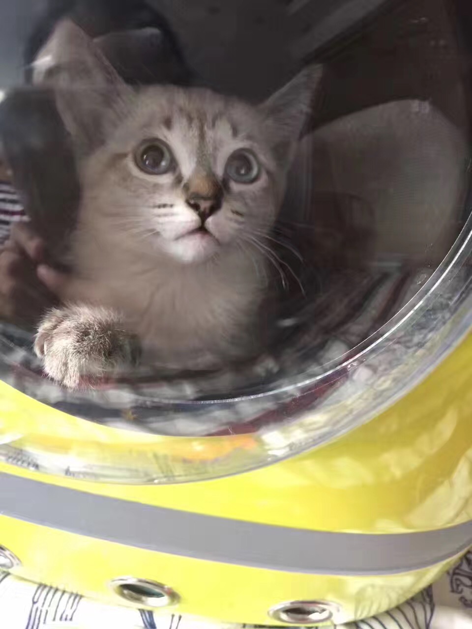 对猫无感的人适合养猫吗,对猫无感怎么回复别人的分享