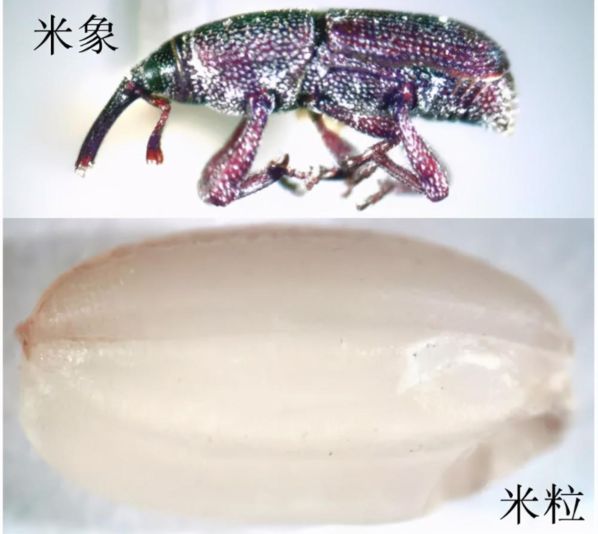 大米出现几个小幼虫怎么处理,大米里面的小黑虫幼虫是什么样的