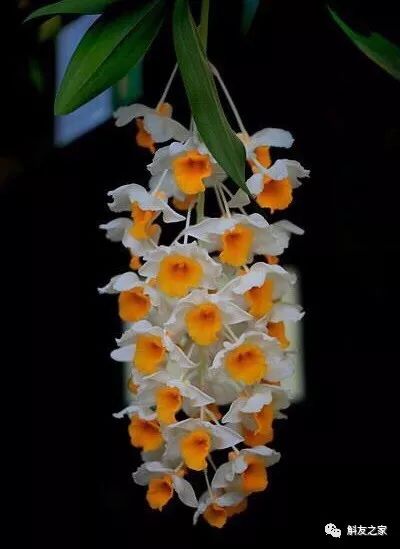 石斛兰对水质的要求你了解多少？