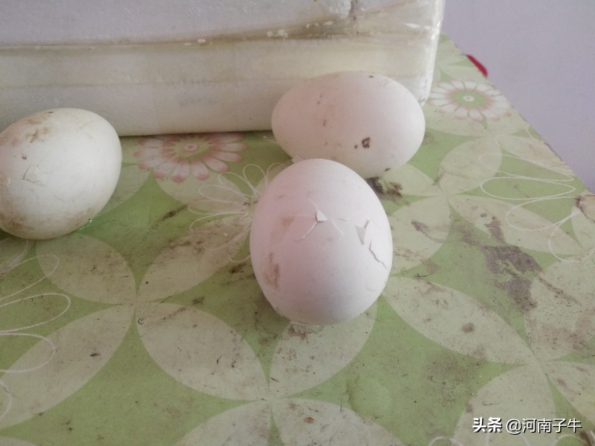 在家里如何孵化小鸡,自己在家怎么简单孵化小鸡