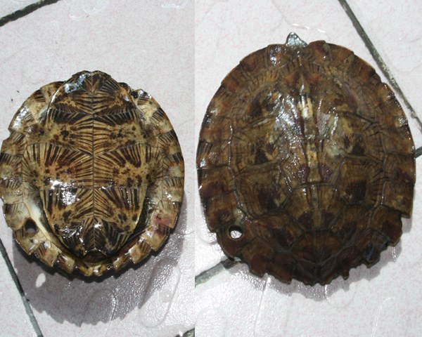 看图识龟,看图识物