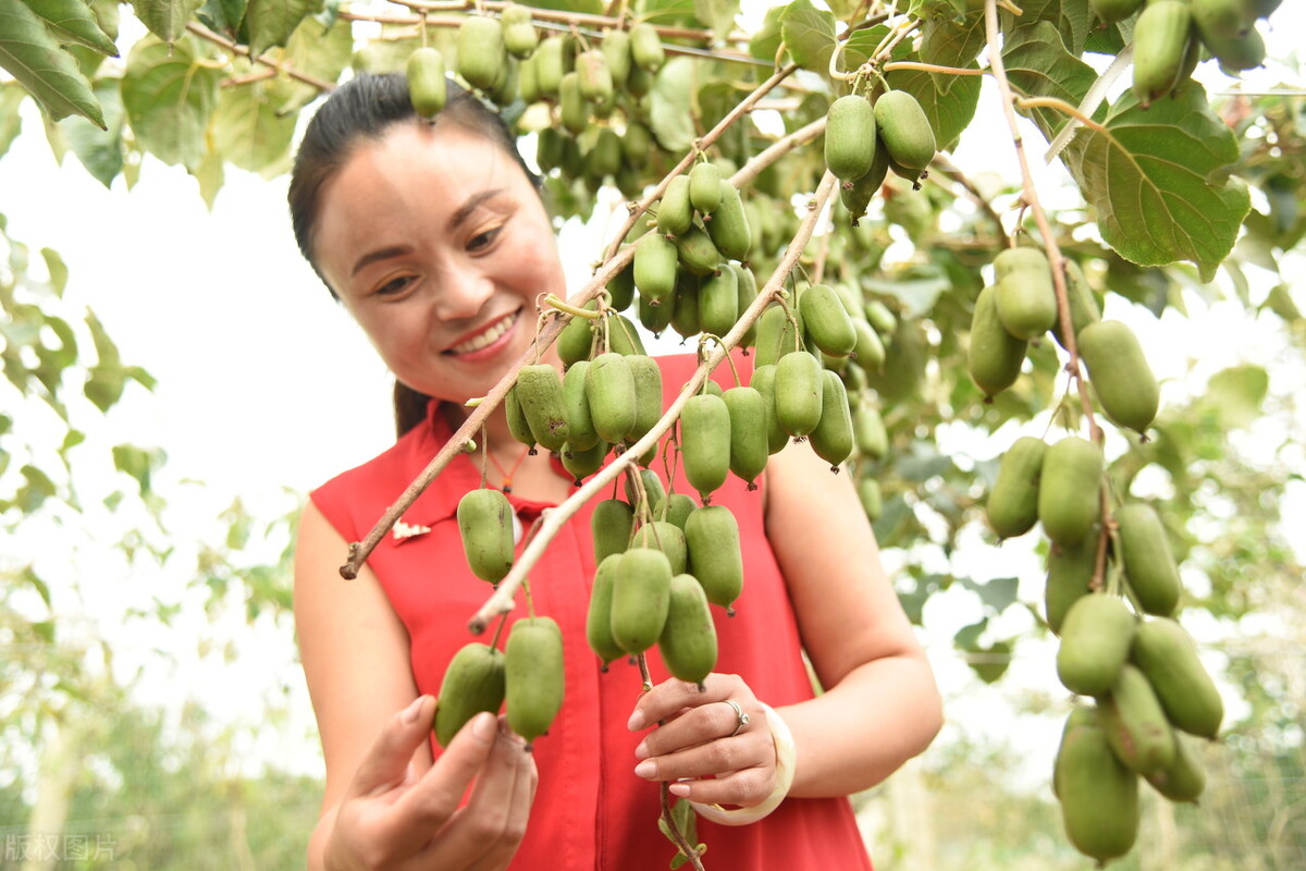 盆栽观果植物有哪些,观果植物具备哪些特征