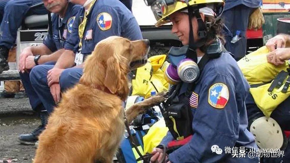 世界各国国宝级动物,世界各地的名贵动物