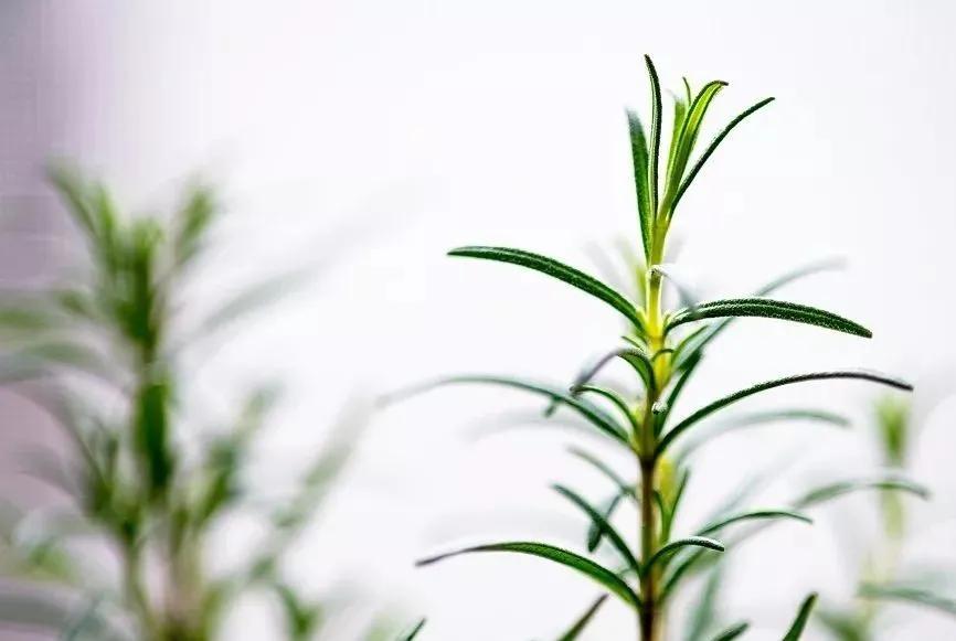 观花草本植物推荐,最具观赏性的观叶植物