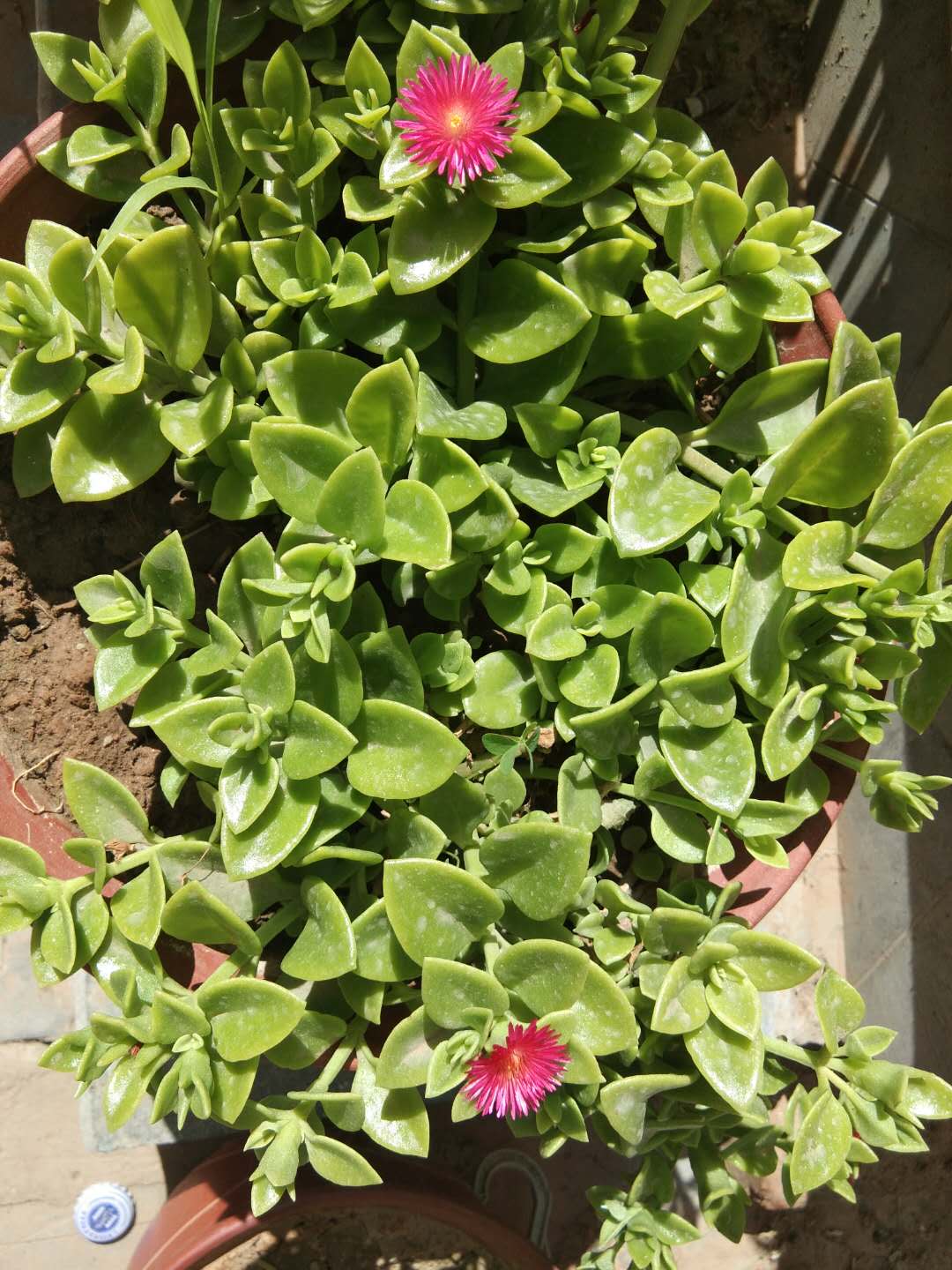 5种公认好养的花颜值不输牡丹,比牡丹好养又好看的花