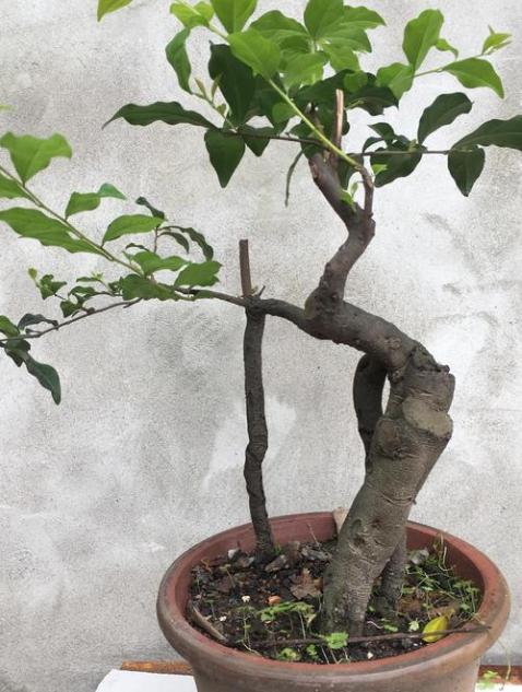 金弹子开花授粉时间,金弹子开花初期如何养护和管理