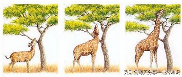 长颈鹿动物冷知识,长颈鹿有趣冷知识