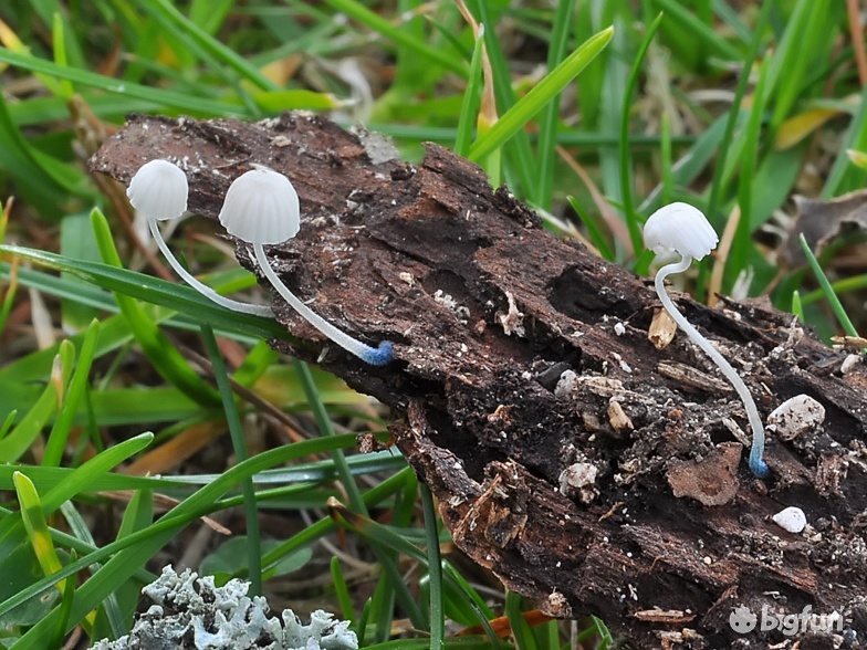 明日方舟灰蕈迷境隐藏结局,明日方舟灰蕈谜境商人