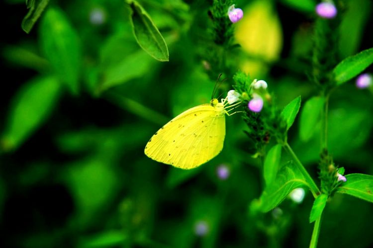 原创蝴蝶恋花,蝶恋花蝴蝶原唱