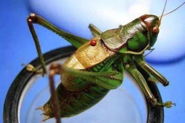 百艺杂谈,教你鸣虫界的八句“黑话”