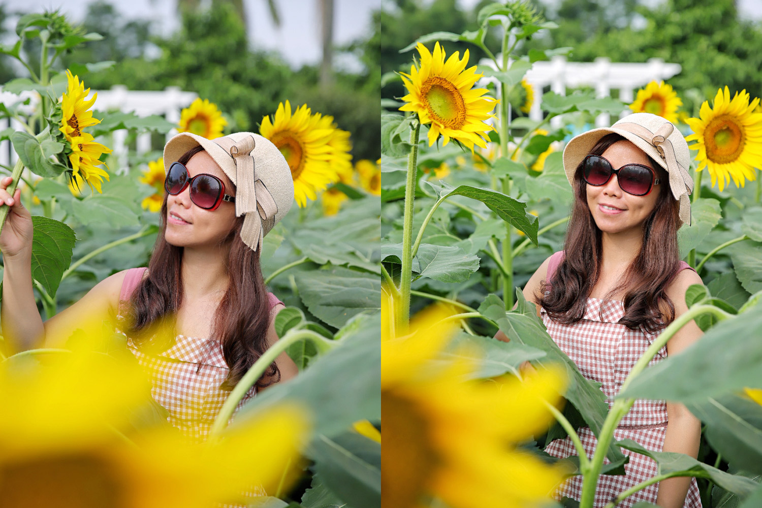 广州粉色浪漫花海,广东秋天粉色花海