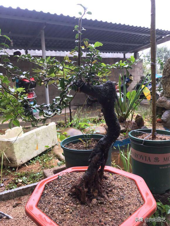 金弹子不嫁接雌雄同株,金弹子新苗分公母