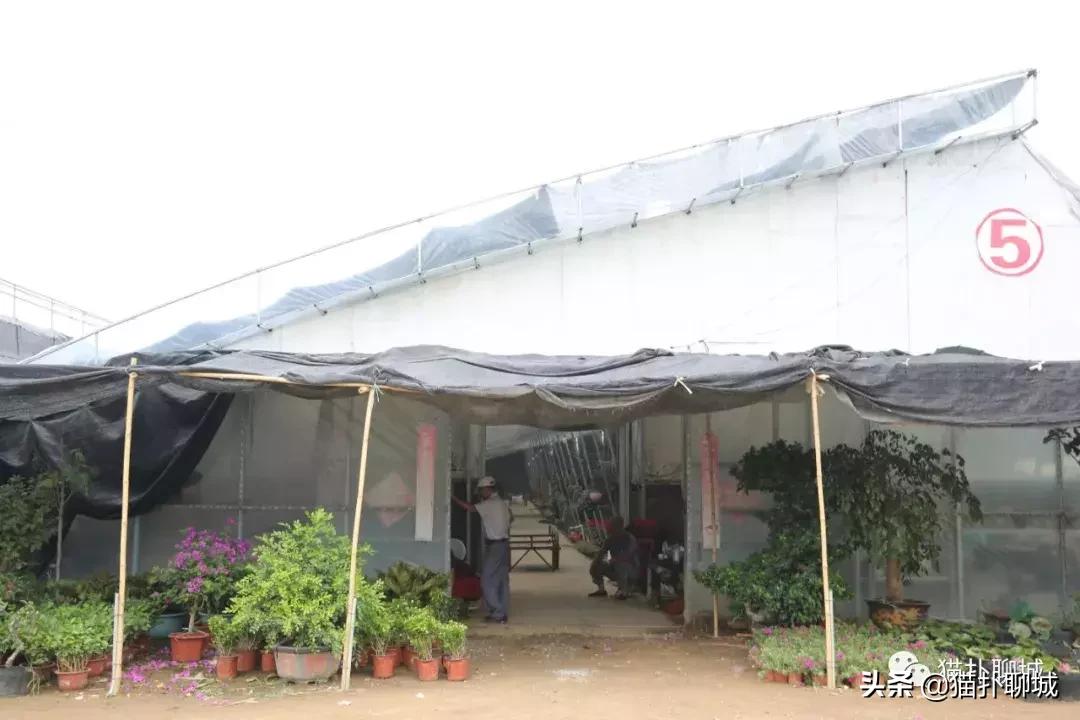 聊城北环花卉市场批发玫瑰鲜花吗,聊城最大的花卉市场