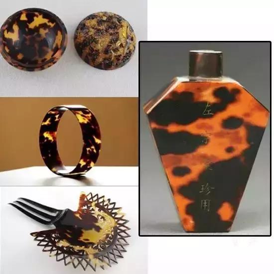 玳瑁海底软黄金,黄金玳瑁