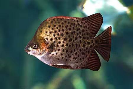 汽水鱼海水鱼,把海水鱼养成汽水鱼