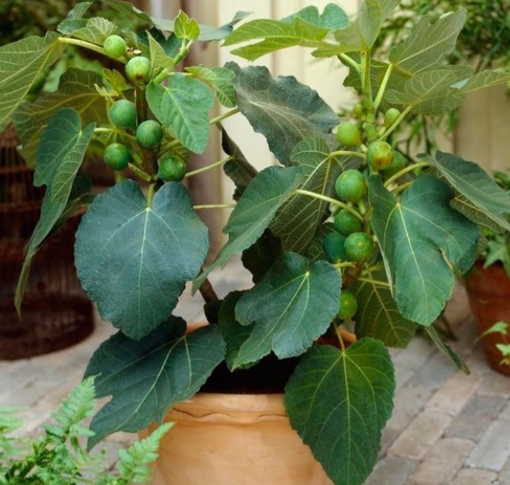 盆栽无花果掉叶子怎么办,布兰瑞克无花果春果掉落