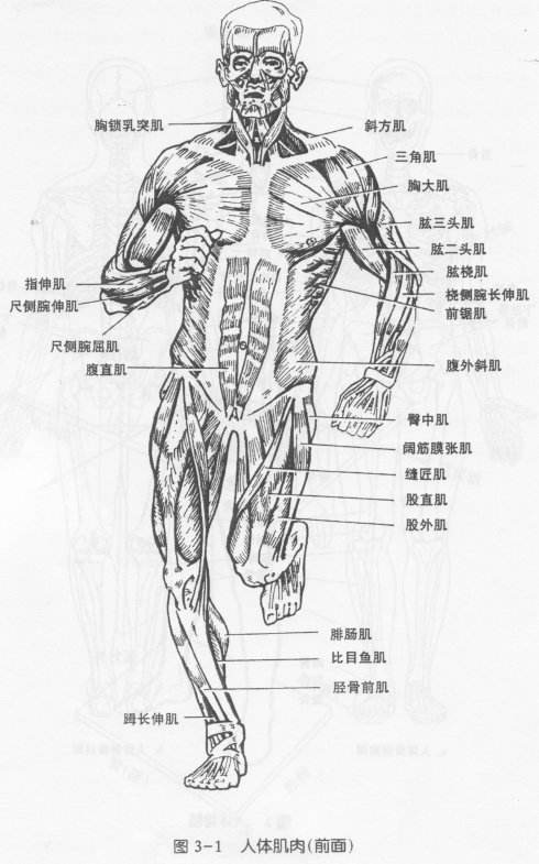 你真的了解你自己吗？其实你还没有我了解你（附身体解剖图）