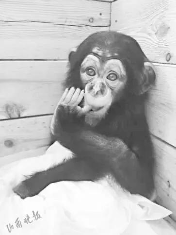 太原动物园六只小白虎,太原动物园必看的动物