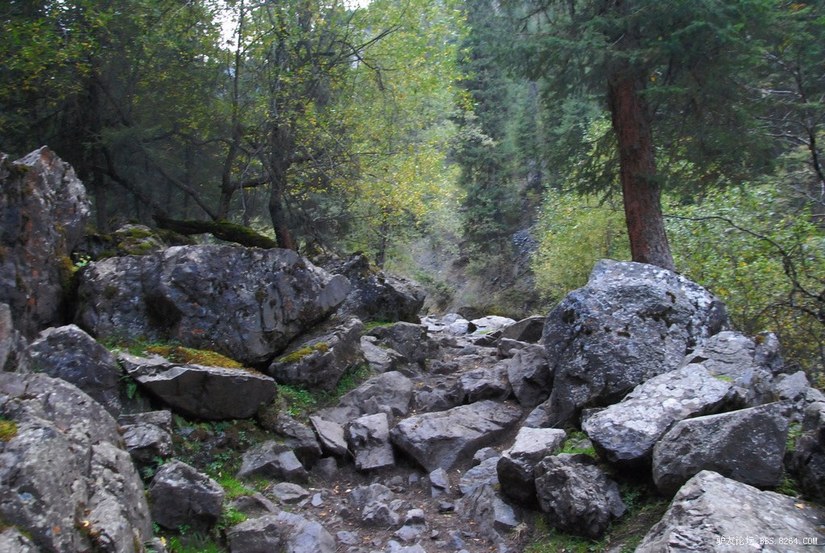 狼c调简谱教唱,狼c