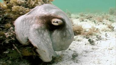 章鱼为什么有这么多怪异的身体,章鱼会两条腿走路