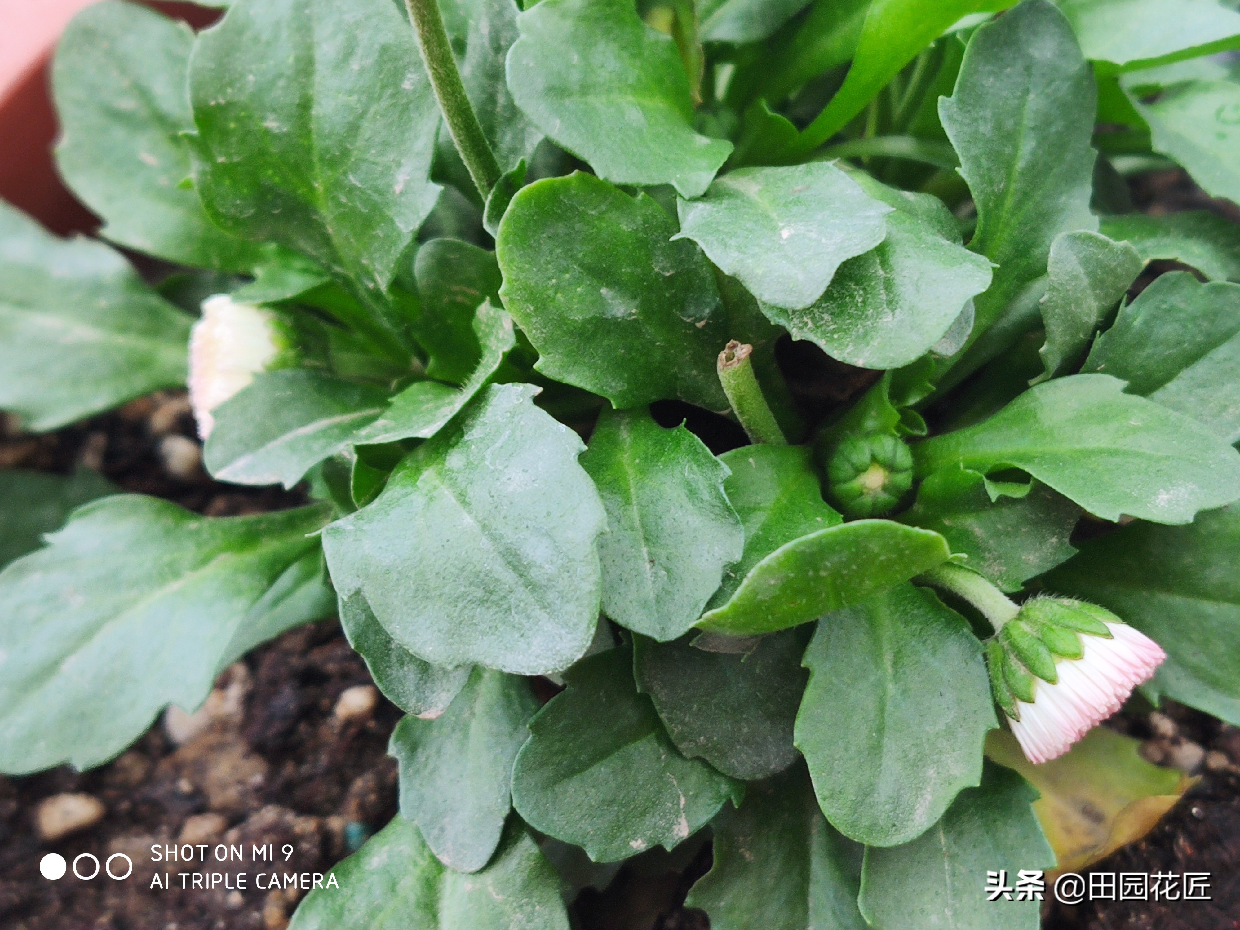 雏菊盆栽花期过后怎样打理,雏菊开花后养护