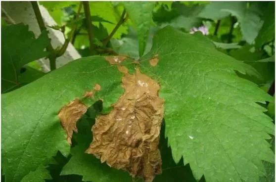 葡萄红蜘蛛病害图片,葡萄病害常用杀菌剂