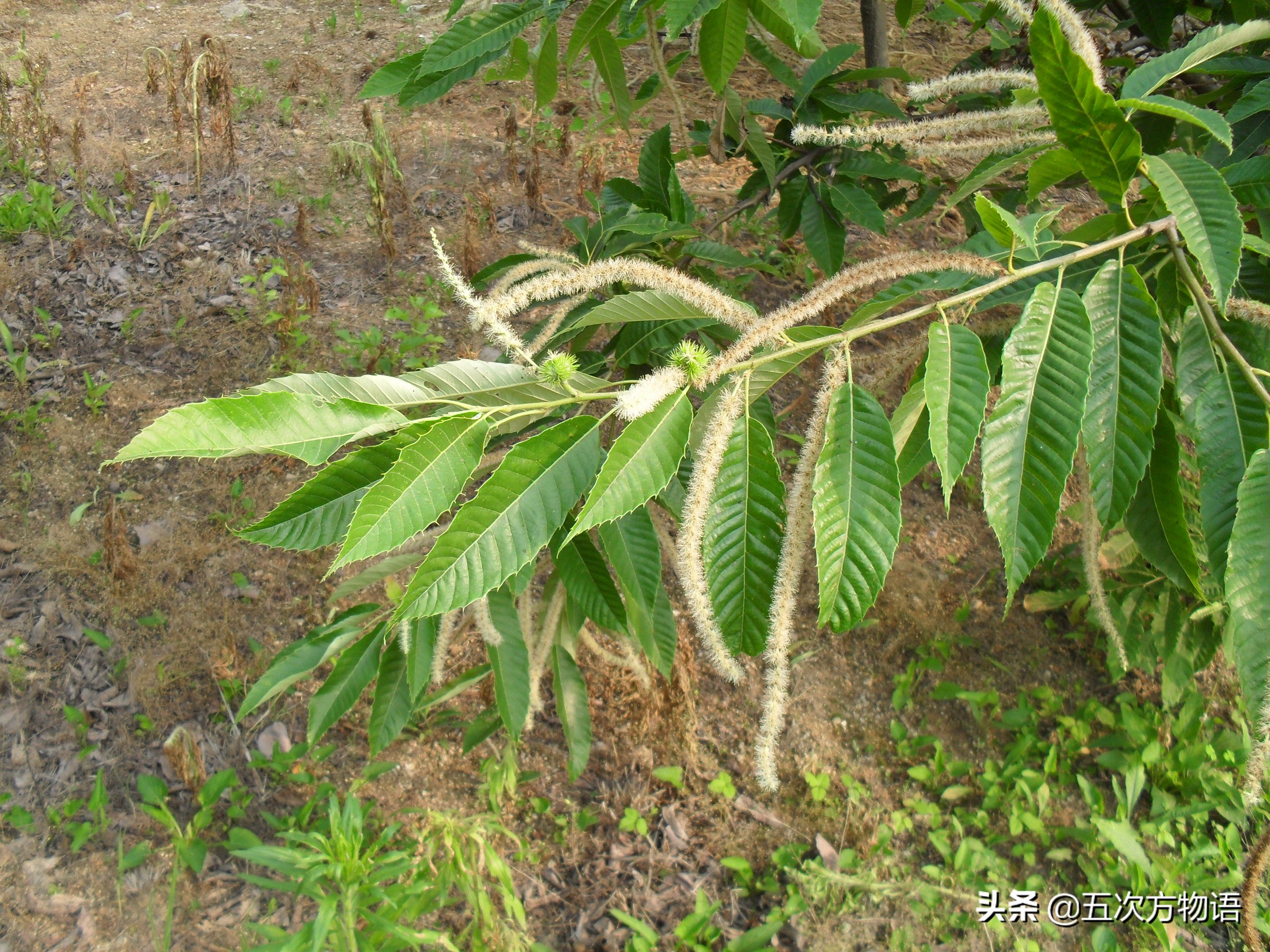 什么坚果是最香的回味无穷,哪种坚果最省钱还能吃到爽