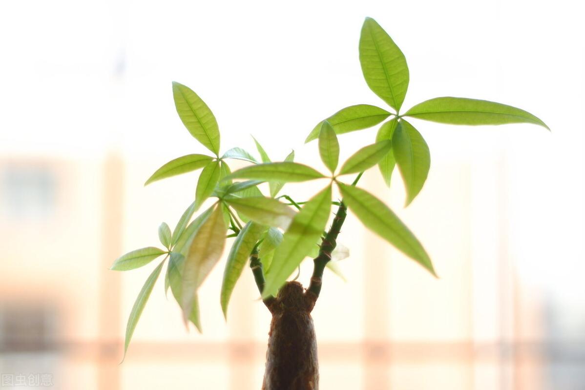 发财树花叶子枯萎了怎么救,发财树叶子发蔫下垂怎么拯救