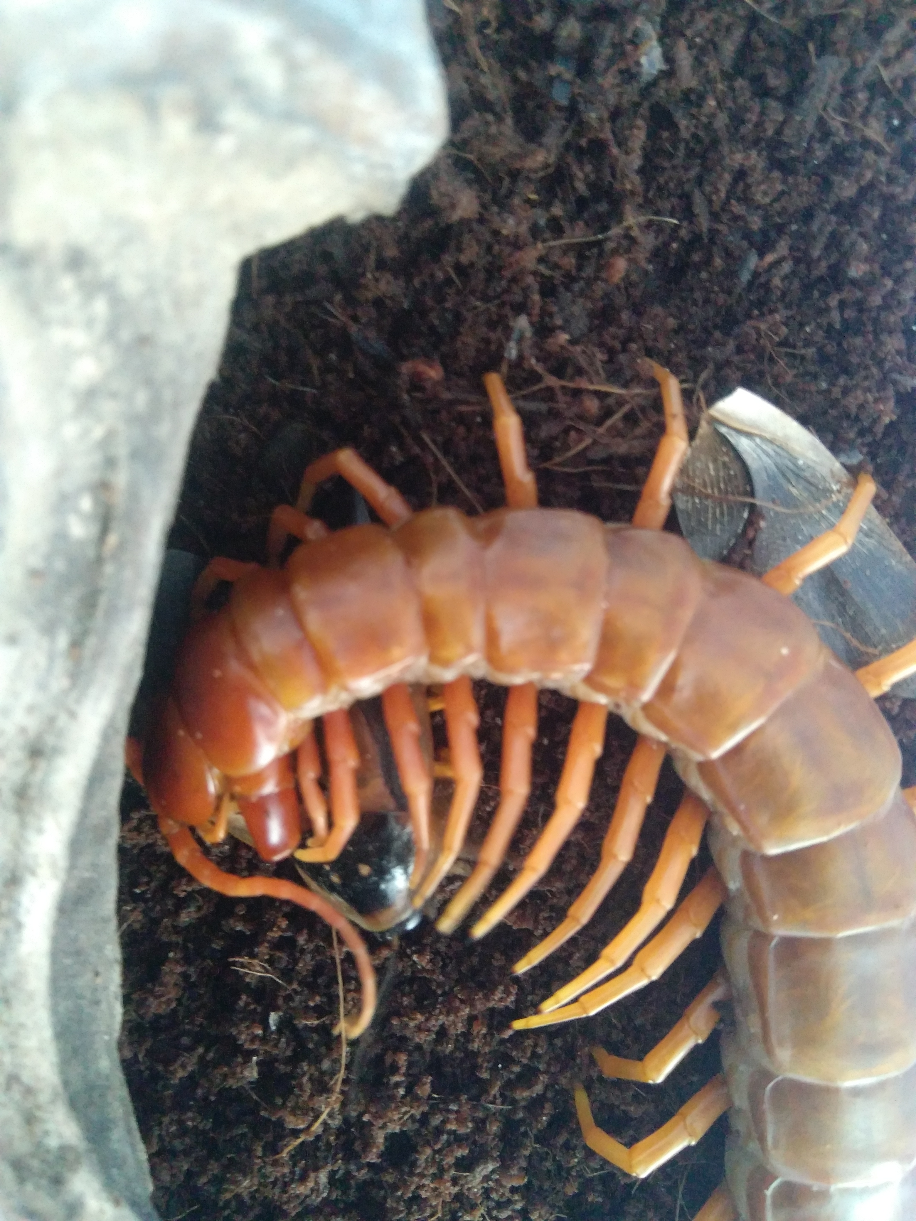 蚰蜒俗称钱串子千足虫,百足虫钱串子是蚰蜒吗