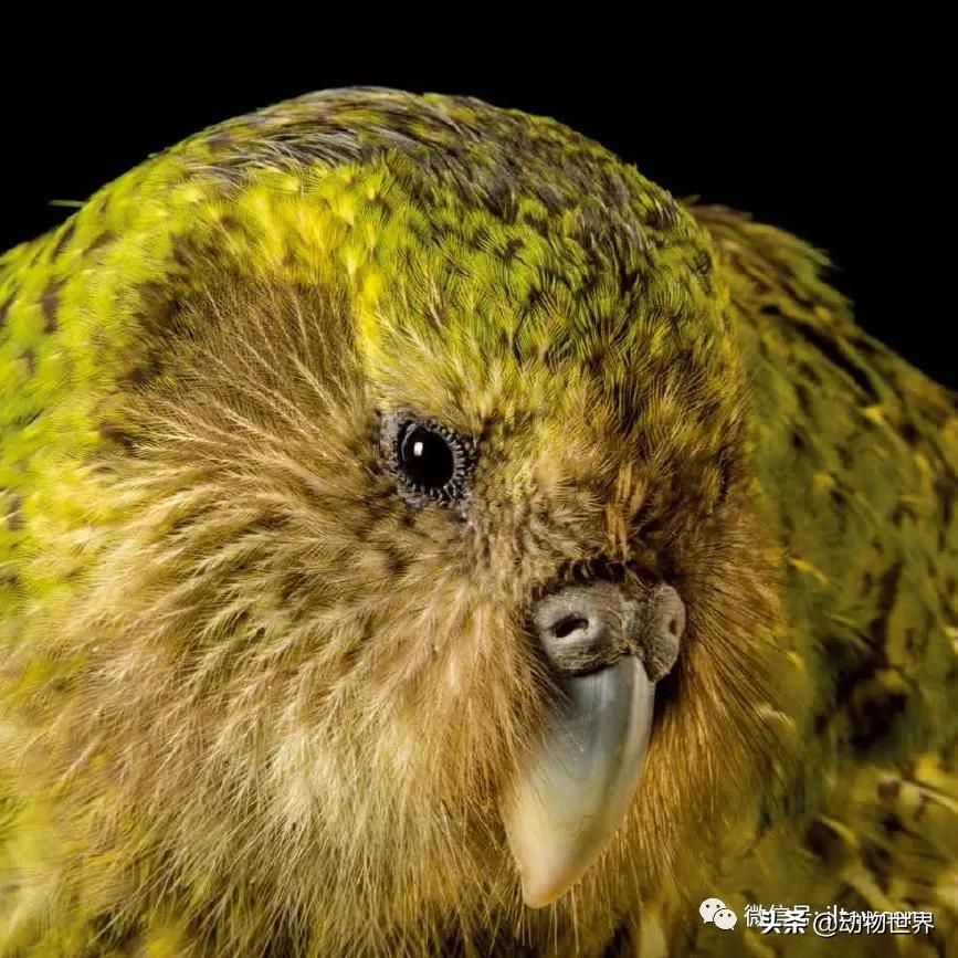 十大濒危动物国际珍惜动物保护日,世界珍稀保护动物保护日