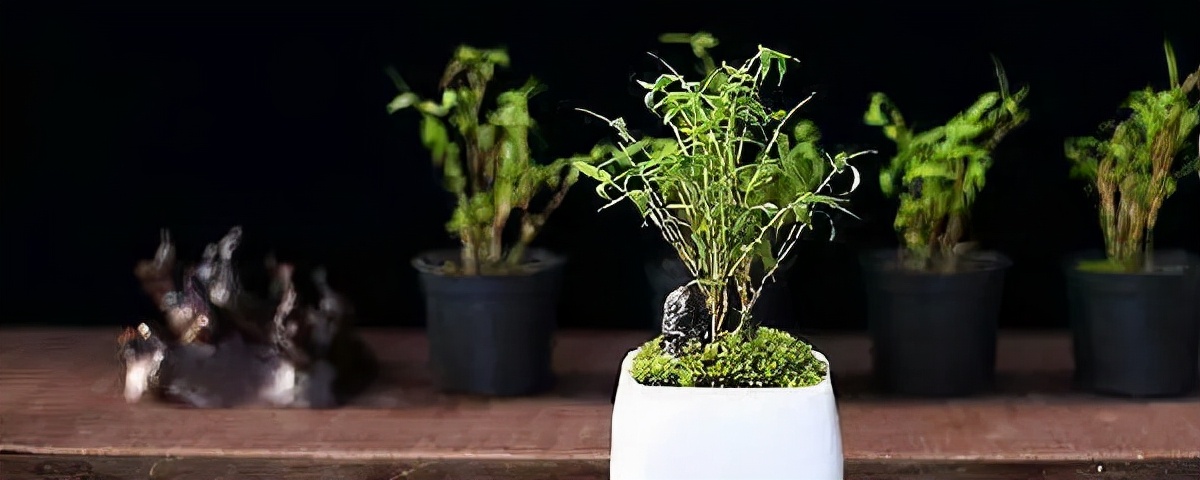 客厅竹子盆栽怎么养,养盆栽竹子什么竹最好