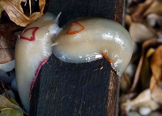 堪比国宝存在的蛞蝓，一种只剩60只，另一种可以改善土壤