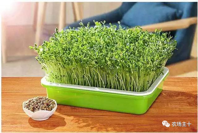 纸上种菜怎么赚钱,纸上种菜手把手教你