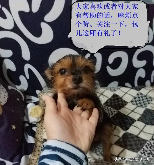 狗狗呕吐的症状及治疗方法,狗狗呕吐怎么办最有效的方法