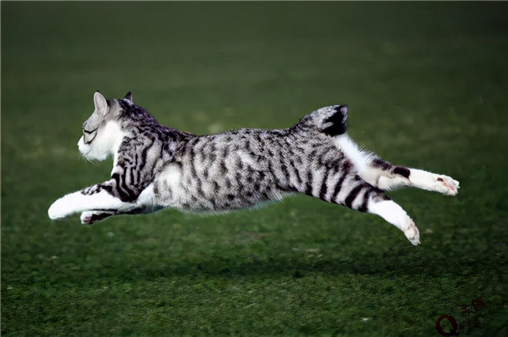 人类对猫的发展史,猫在人类发展历史的地位