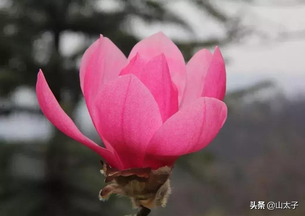 花博士五福系列,花博士花艺生活