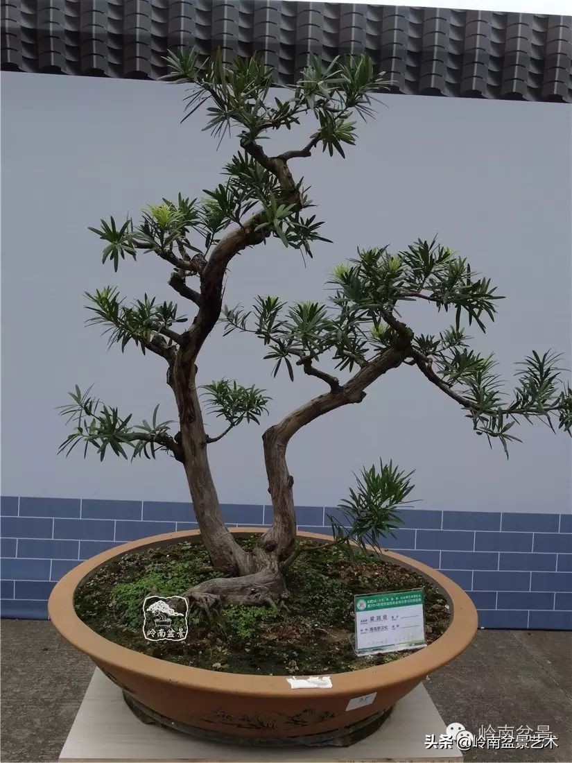 罗汉松盆景开运招财，非其莫属！清风雅韵，当之无愧！