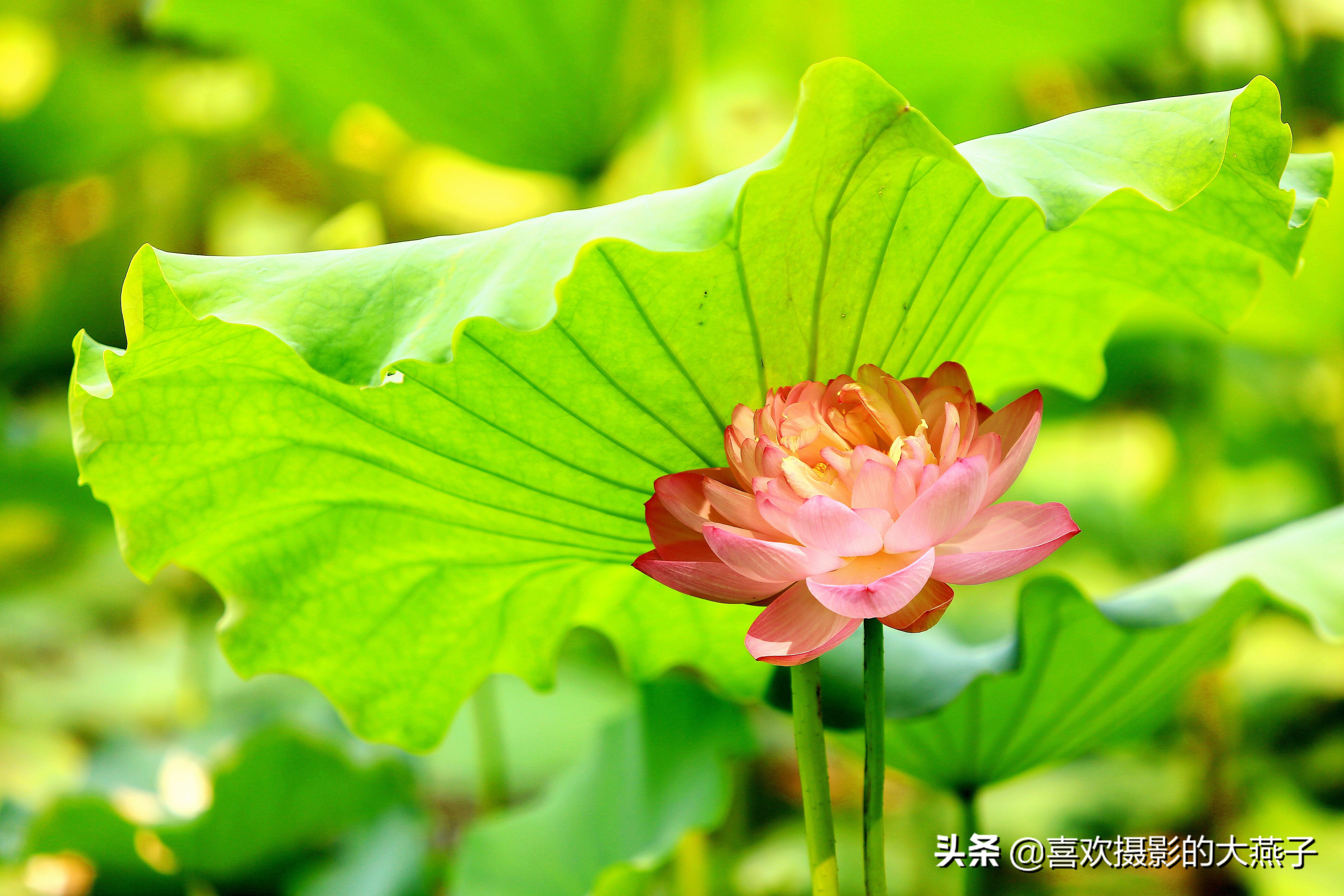 紫竹院京城景区,京城皇家御河紫竹院