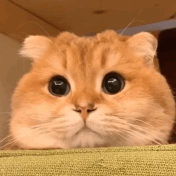 放假了猫咪带不走怎么办,过年了猫带不回去怎么办