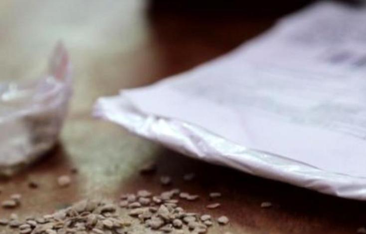 中国神秘种子让美民众发慌，已确认含牵牛花在内14类种子，均无害