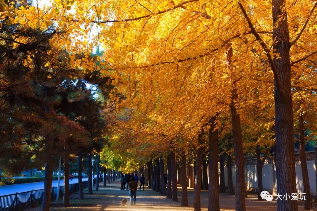 银杏北京打卡地,北京十大银杏观赏地图