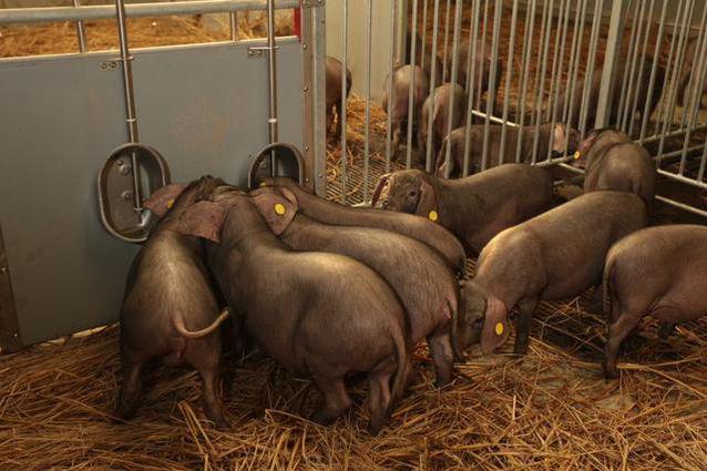 网易味央猪公司架构,网易味央黑猪基地