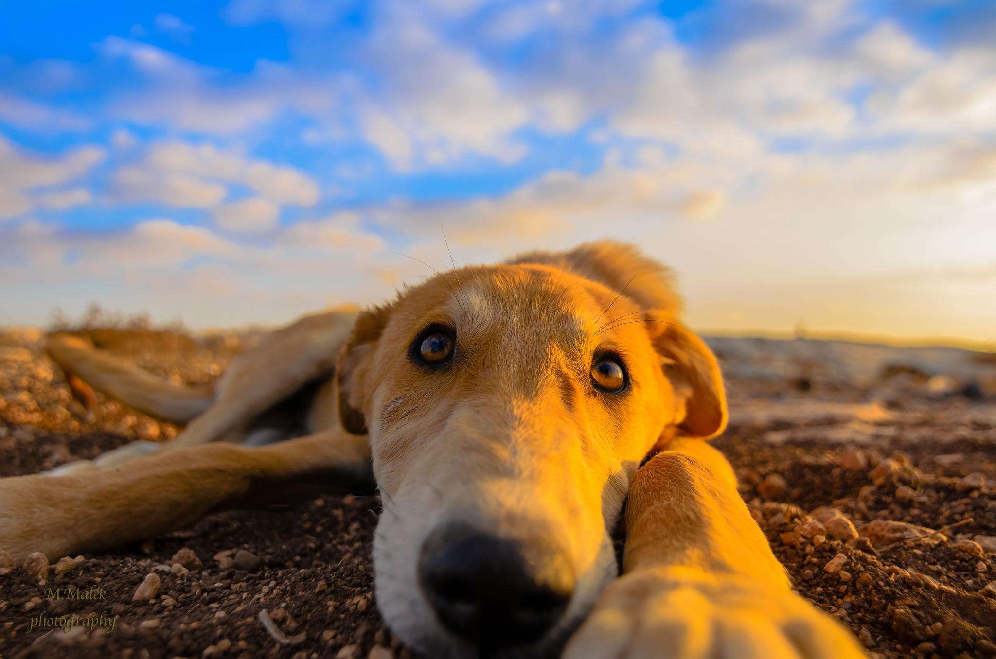 狗狗中暑怎么治或给它吃点什么呢,狗狗外出散步要注意什么