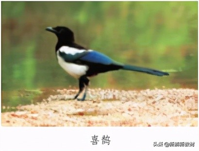 一年级拼音字母表声调领读,语文小学一年级拼音声调标法技巧