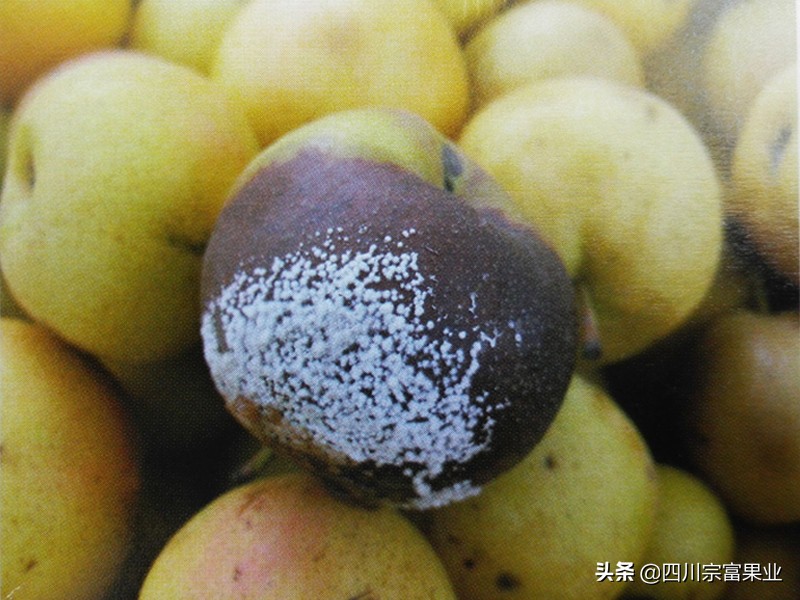 梨子裂果的防治方法,怎样防治梨子快成熟时腐烂病