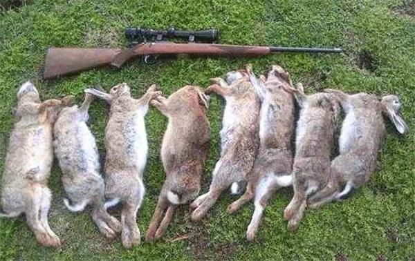 为解决澳洲泛滥成灾的兔子,直接出动轰炸机,四川人:暴殄天物
